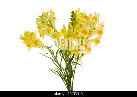 flowers snapdragon isolated on white background Stock Photo