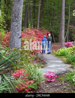 Couple stroll with paths of the South Arkansas Arboretum.  Walk is surrounded by blooming pink azaleas and South Arkansas woodland.  They are holding Stock Photo