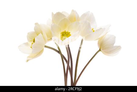 hellebore flower isolated on white background Stock Photo