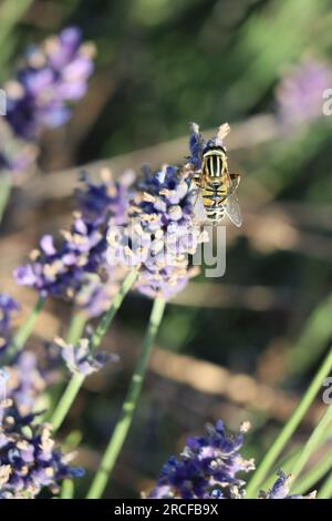 large Marsh hoverfly with Legs folded behind on Lavender Stock Photo