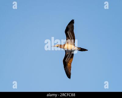 An adult brown booby, Sula leucogaster, in flight near Coiba Island, Panama. Stock Photo