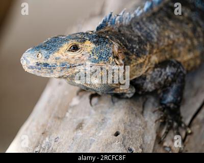 An adult black spiny-tailed iguana, Ctenosaura similis, on the ground on Barro Colorado Island, Panama. Stock Photo