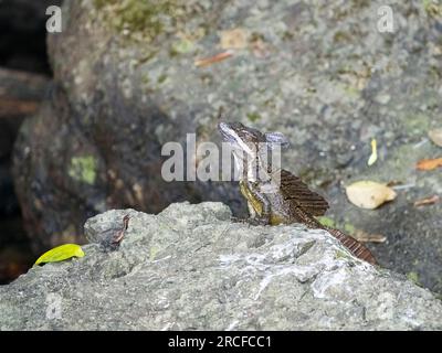 An adult male common basilisk, Basiliscus basiliscus, on a rock next to a stream in Caletas, Costa Rica. Stock Photo