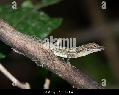 An adult border anole, Anolis limifrons, in a tree at Playa Blanca, Costa Rica. Stock Photo