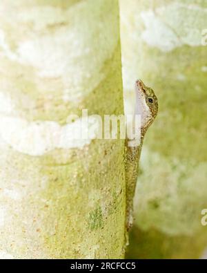 An adult border anole, Anolis limifrons, in a tree at Playa Blanca, Costa Rica. Stock Photo