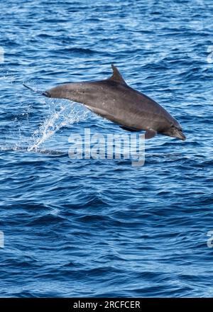 Adult common bottlenose dolphin, Tursiops truncatus, leaping off Isla San Jose, Baja California Sur, Mexico. Stock Photo