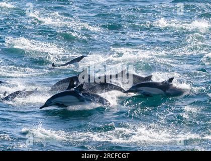 Common dolphin pod, Delphinus delphis, leaping in the San Jose Channel, Baja California Sur, Mexico. Stock Photo