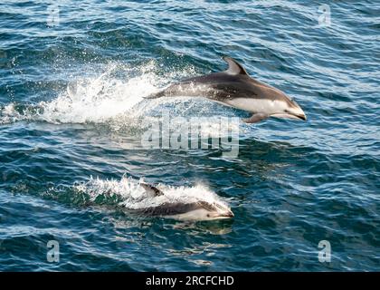 Adult Pacific white-sided dolphins, Lagenorhynchus obliquidens, leaping on the Pacific side of Baja California. Stock Photo