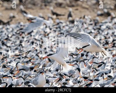 Adult Elegant terns, Thalasseus elegans, landing at nest  near breeding colony at Isla Rasa, Baja California, Mexico. Stock Photo