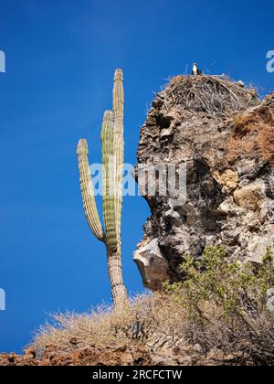 Adult osprey, Pandion haliaetus, on nest built over the years, Concepcion Bay, Baja California, Mexico. Stock Photo