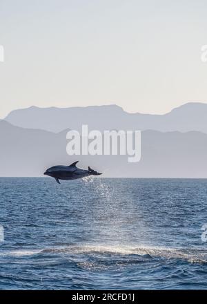 Adult common bottlenose dolphin, Tursiops truncatus, leaping off Isla San Jose, Baja California Sur, Mexico. Stock Photo