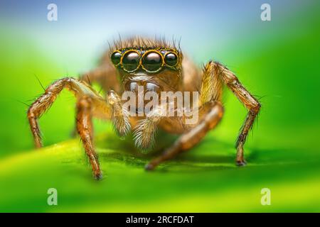 Macro close up of jumping spider on a green leaf Stock Photo