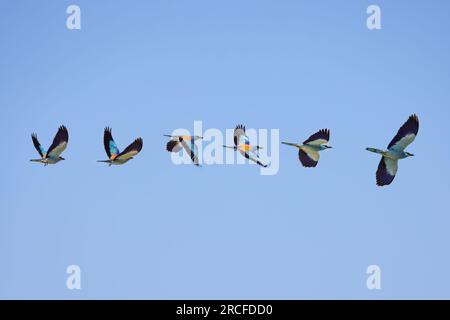 European roller blue bird, coracias garrulus flying in the sky during a spring season in Bulgaria Stock Photo