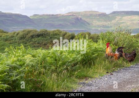 Hebridean chickens Stock Photo
