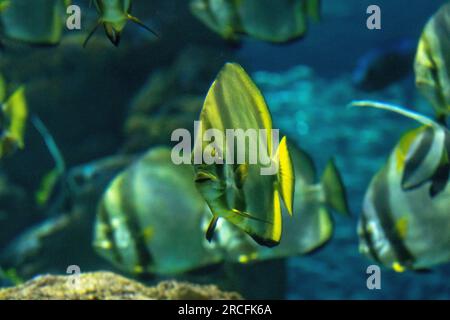 Amazing photos taken at Aquarium in Paris Stock Photo