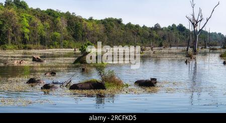 Picture illustrating a herd of water buffaloes in the heart of a shallow swampy lake in Cambodia, landscape depiction. Stock Photo
