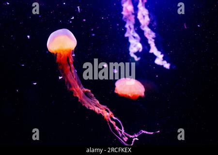 Amazing photos taken at Aquarium in Paris Stock Photo