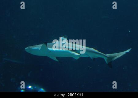 Amazing photos taken at Aquarium in Paris Stock Photo