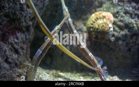 Amazing photos taken at Aquarium in Paris Stock Photo