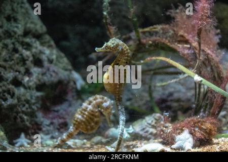 Amazing photos taken at Aquarium in Paris Stock Photo