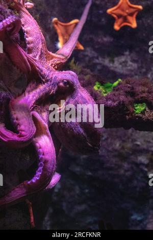 Amazing photos taken at Aquarium in Paris Stock Photo