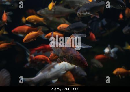 Amazing photos taken at Aquarium in Paris Stock Photo