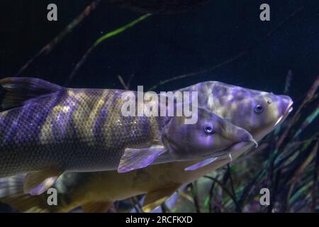 Amazing photos taken at Aquarium in Paris Stock Photo