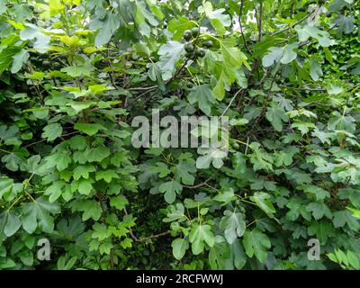 Natural intimate landscape demonstrating the colours, patterns and textures in the found environment Stock Photo