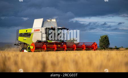 Harvesting winter barley with a Claas Lexicon 7500 combine harvester on a stormy summers evening, Ripon, North Yorkshire, UK. Stock Photo
