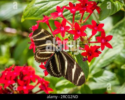 Zebra Longwing butterfly on red Starcluster flower Stock Photo