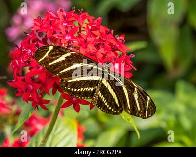 Zebra Longwing butterfly on red Starcluster flower Stock Photo