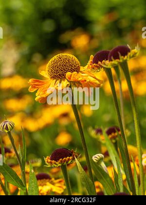 Helenium Carmen UFO series flowering in a UK garden. Stock Photo