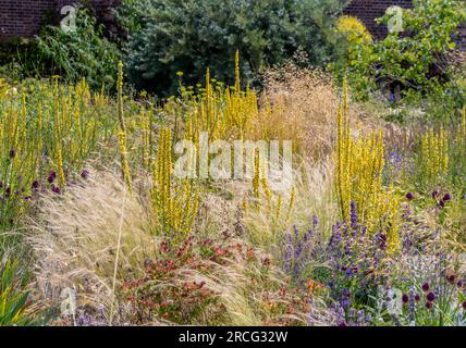 Prairie-style planting comprising of verbascums, salvias, aliums, and ornamental grass. Stock Photo