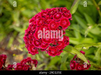 Close-up of Dianthus barbatus 'Diabunda Red' commonly called Sweet William. Stock Photo