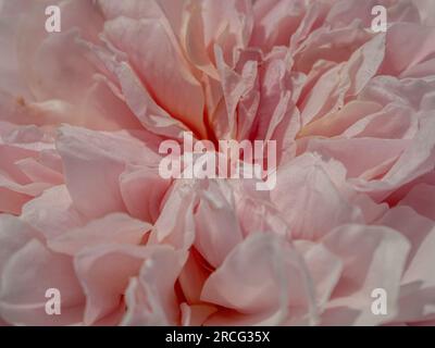 Macro shot of the frilly petals of a pale pink rose. Rosa 'A Shropshire Lad' Stock Photo