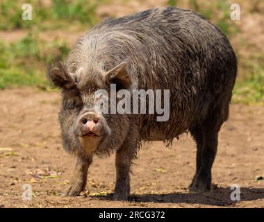 Black Berkshire pig with its bristly hair matted with dirt. Stock Photo