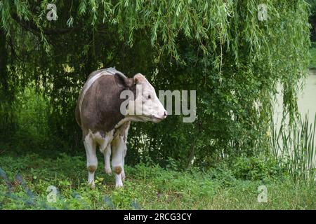 Young cattle, gray-brown white spotted, standing on a natural structured meadow from an organic farm, concept for ecologic agriculture, copy space, se Stock Photo