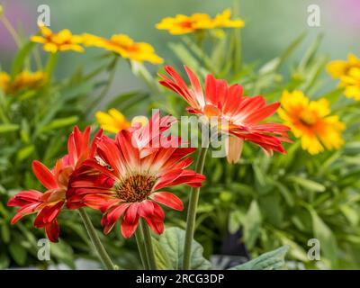 Close up of red Gerbera daisy flowers Stock Photo