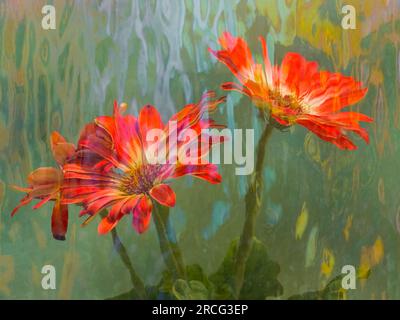 Close up of red Gerbera daisy flowers Stock Photo