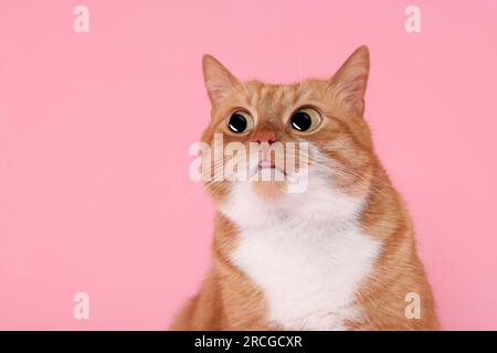 Funny pet. Cute surprised cat with big eyes on pink background Stock Photo