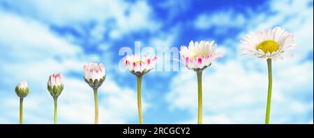 Blooming stages of beautiful daisy flower against sky Stock Photo