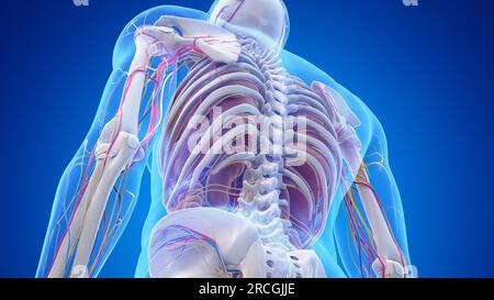 Anatomy of the lower back, illustration Stock Photo