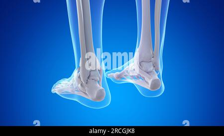 Bones and ligaments of the feet, illustration Stock Photo