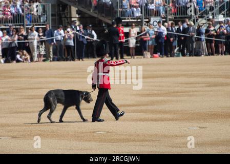 Irish Wolfhound (mascot of the Irish Guards) at Trooping The Colour 2017 Stock Photo