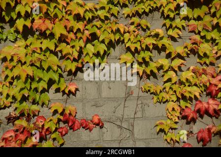 background of an Ivy covered wall Stock Photo