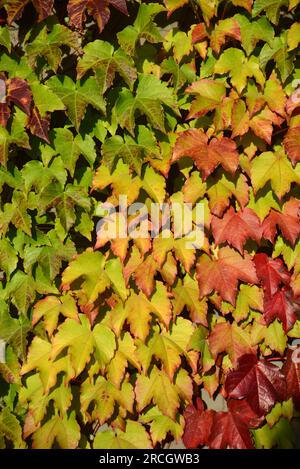 background of an Ivy covered wall Stock Photo