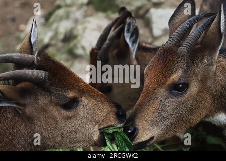 a herd of himalayan goral (naemorhedus goral) grazing in singalila national park located on himalayan foothills near darjeeling, west bengal, india Stock Photo