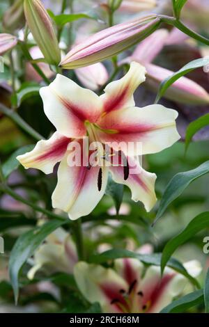 Lilium nymph flower. Oriental Trumpet Lily Stock Photo