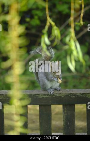 West Sussex, UK. A single Grey Squirrel eating a peanut whilst balancing on the back of a garden bench Stock Photo