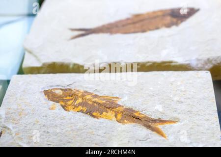 Skeleton of fossilized fish imprinted in stone. prehistoric artifact. Stock Photo